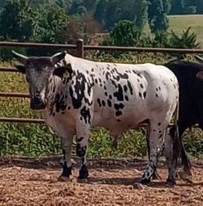 Meet your Posher, Geary